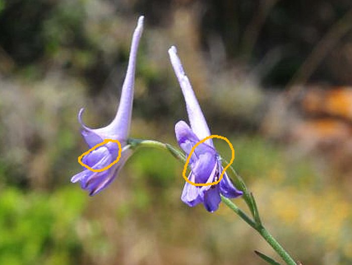 Delphinium peregrinum ??